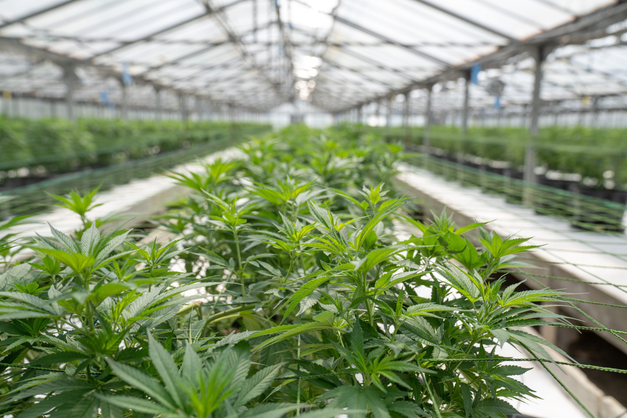 cannabis indoor plantation