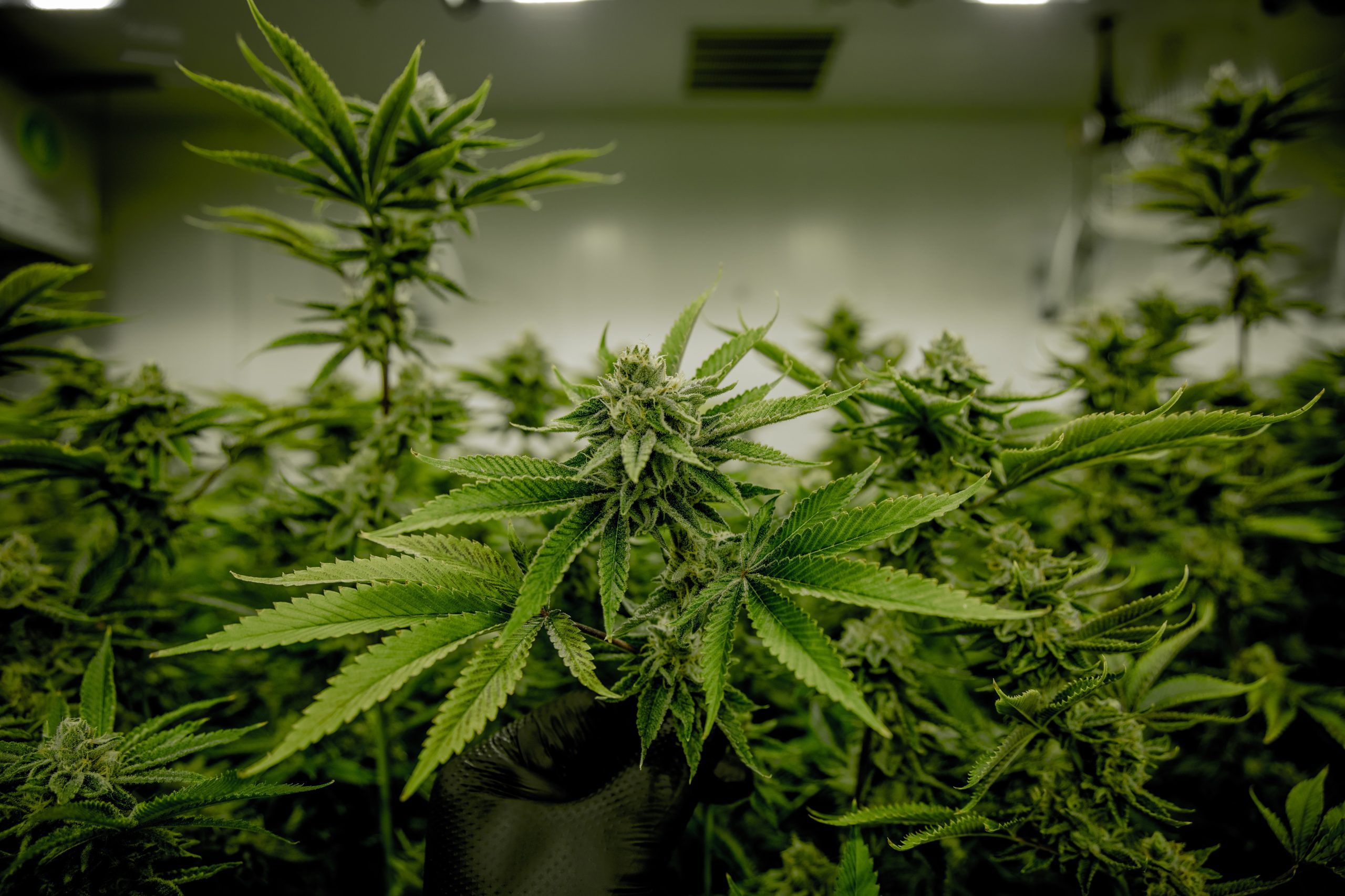 cannabis plants indoor