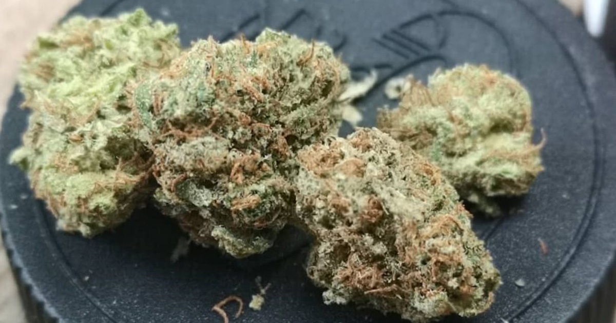 The Lilac Diesel Strain A Perfectly Balanced Strain for a Perfectly Balanced Day